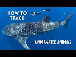 How To Track Sharks
