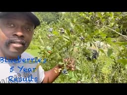 If You Build it They Will Come!!! Blueberries Taller Than Me….