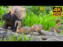 Cat TV for Cats to Watch 😺🐦 Golden Tail Squirrels! Cute Birds and Chipmunks 🐿 Cat Games 4K HDR