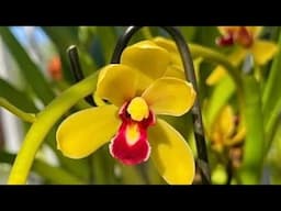 xích long đẹp, trí nụ, đỏ mỹ, vũ thanh, hnhg nụ, tài lộc, ts, km, đen rô chớp nụ: hxp, vdx, susan
