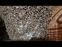 In just 3 weeks this hive is already huge and it's in his kitchen.
