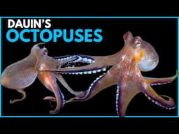 Coconut octopus invasion in Philippines