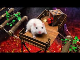 Hamster Maze Adventure: Exploring the Movie World!" 🎬🐹