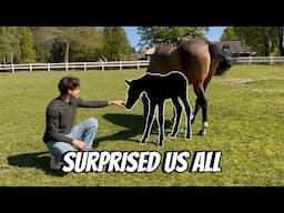 THE BIRTH OF MY FIRST FOAL FROM MY STALLION