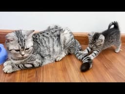 What's Behind The FASCINATING Way Kittens Play With Their Mother's Tail?