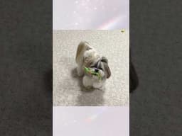 Shih Tzu's Joyful Playtime with Mr. Elf Squeaky Toy 😂 #shorts #shihtzu #shihtzuplaying