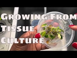 Steps to Easily Grow Florida Beauty From Tissue Culture Acclimation w/ 4 Month Updates