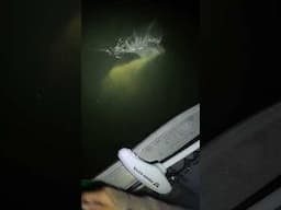 ALMOST EXTINCT SAW SHARK