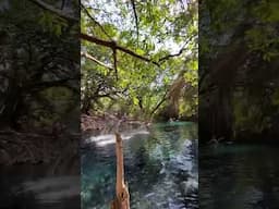 We found an OASIS in Tanzania called Kikuletwa Springs! Would you swim here? #tanzania #oasis