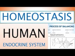 MADE SIMPLE: HUMAN EAR, HOMEOSTASIS, ENDOCRINE SYSTEM (GRADE 12 LIFE SCIENCE)[THUNDEREDUC] M.SAIDI