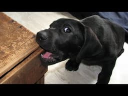 If Laughter is Medicine, This Funny Dog is the Cure 🐶❤️