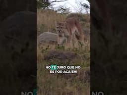😱 Se nos apreció un PUMA mientras íbamos caminando por TORRES DEL PAINE 🇨🇱