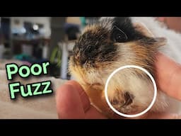 Fuzz's Lump is the Size of a Golf Ball! Guinea Pig Dental Disease