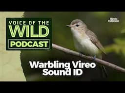 Episode 57: Warbling Vireo – Voice of the Wild