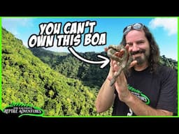 YOU CAN NEVER OWN THIS BOA (and this is why)