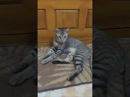 நாம நம்ம வேலைய பாப்போம் #shorts #viralshorts #trendingshorts #funnyshorts #cat