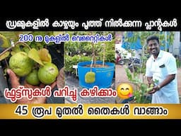 ഫ്രൂട്ട്സ് പറിച്ചു കഴിക്കാം😋 ഡ്രമ്മുകളിൽ കാഴ്ചയും പൂത്ത് നിൽക്കുന്ന പ്ലാന്റുകൾ |45 രൂപ മുതൽ വാങ്ങാം