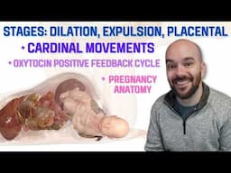 Stages of Labor (Dilation, Expulsion, Placental)