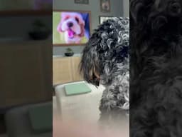 I wonder if he remembers this is where he came from 🥹 One of our past aussiedoodle puppies 🥰