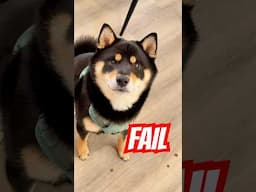 Fail 🫵 and Fail properly #cutenessoverload