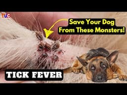 Save Your Dog From TICK FEVER! Dog Owners Ye Video Miss Mat Karna!