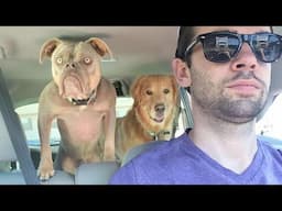 Animals Have More IQ Than You 🤪 Funny Animal Videos 2025