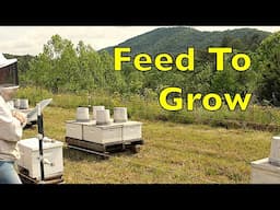 Building Bee Colonies On Feed