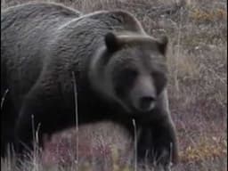 Montana Mushroom Pickers Charged By Grizzly on May 21st, 2025