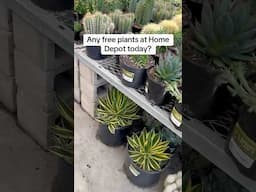 It’s always a free plants day at Home Depot 🪴#plants #freeplants #propagation