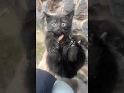 Mama gray and her five black kittens in window of the basement