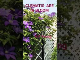 CLEMATIS ARE IN BLOOM | Nelly Moser and H F. Young