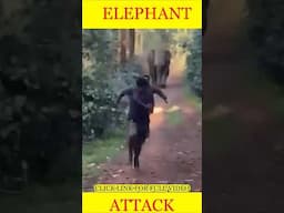 Elephant vs human 🐘