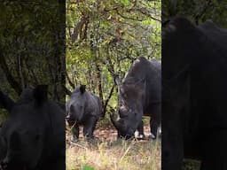 Rhino Trekking in Uganda
