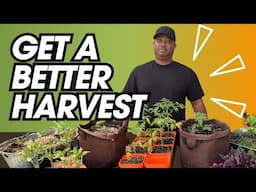 6 Essential Steps for Growing Strong Seedlings | Raise Healthy Seedlings