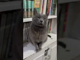 The egyptian cat that loves Quran recitation ❤️ 🐈‍⬛ #egypt #cat