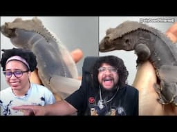 Weird Lizard things | Daily Dose Of Internet Reaction