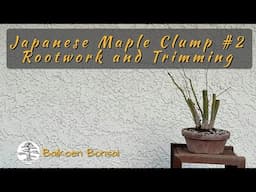 Japanese Maple Clump#2 Rootwork and Trimming - Tom Lau -  Bonsai Technique - Baikoen Bonsai Club