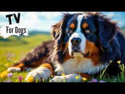Instantly calm a hyper dog with this nature video
