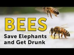 BEES ARE AMAZING! 10 Incredible, Amazing, & Obscure Facts About Bees You Never Knew