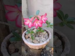 FLOR DO DESERTO planta de milhões #plantas