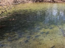 Over 50,000 Fish Swim Up This Little East Tennessee Creek EVERY YEAR!