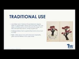 Functional mushrooms supplementation as a prebiotic fibre impacting the microbiome composition
