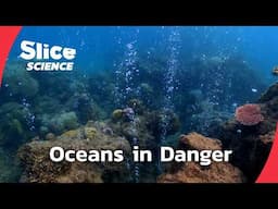 Acid Oceans: A Fight to Save Marine Life | SLICE SCIENCE | FULL DOC