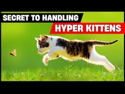 How to Calm a Hyperactive Kitten FAST! (Proven Tips That Work)