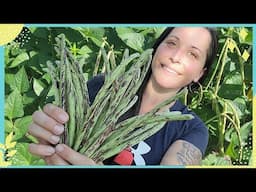 Thai Soldier Long Beans Thrive & Produce Like Crazy! 🌱🫘