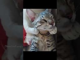 What a Beautiful Face Sir😻அழகு பையன்😼 Beautiful Boy with Doll Face #viralshorts #trendingshorts #cat