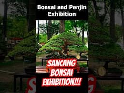 Unbelievable Sancang Bonsai exhibition Vietnam!! #shorts #bonsai
