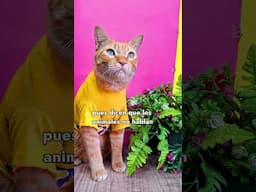 tu hablas con tus gatitos? 😺🩷 #gatitoslindos #VidaConGatos
