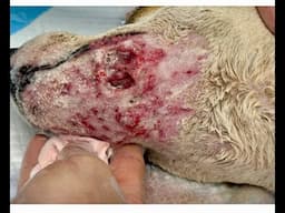 Serious Bite wound repair at Noahs Ark Vets 14 day follow up