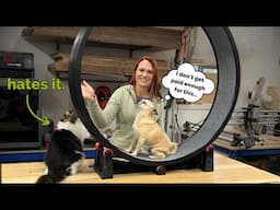 My cat hates this....BUT my dog loves it?